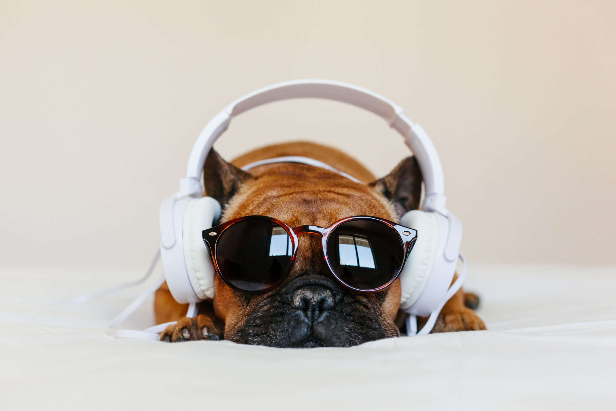 cute sitting on the bed at home and looking at the camera. Funny dog listening to music on white headset. Pets indoors and lifestyle. Technology and music