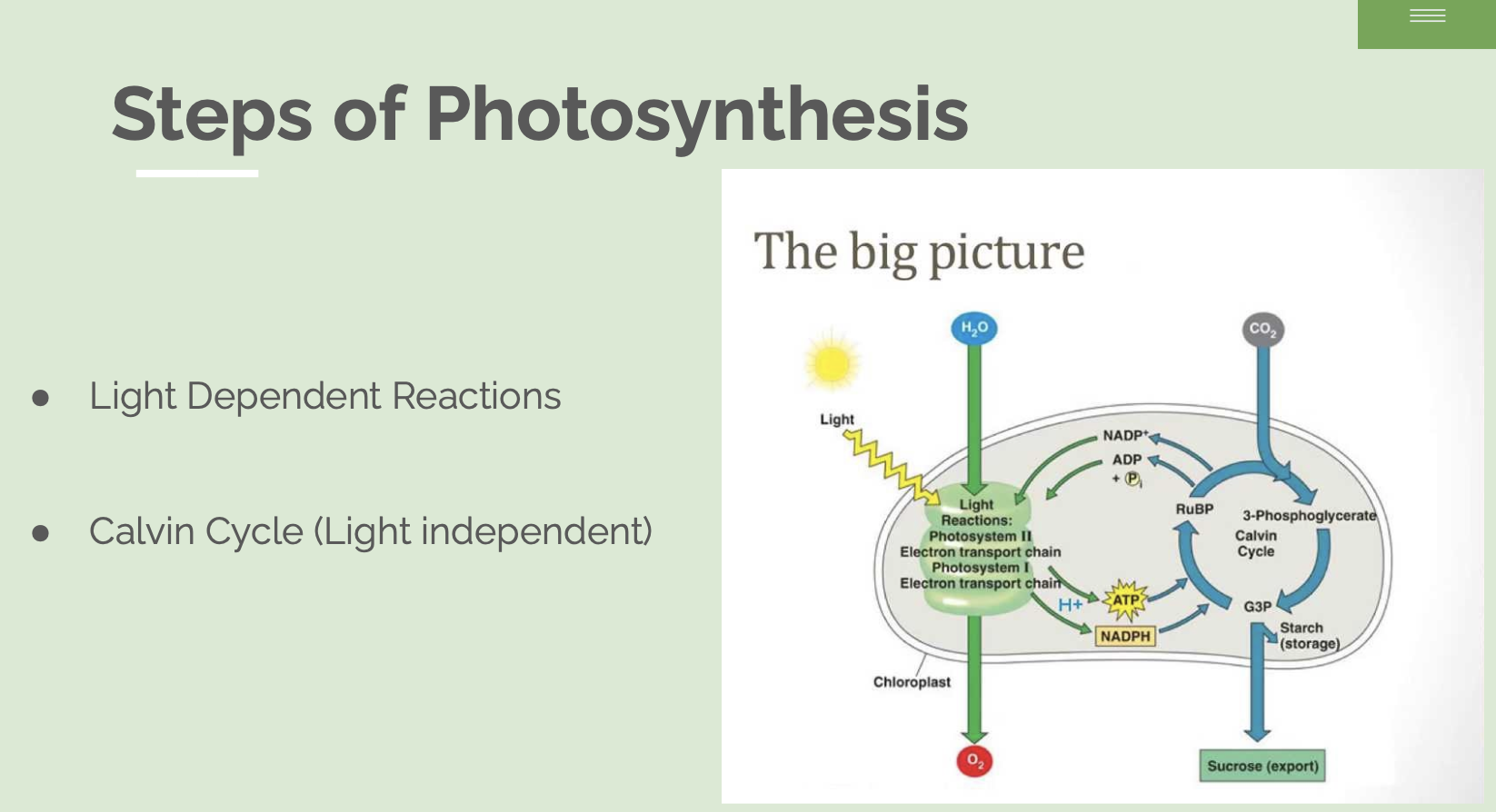 Photosynthesis Presentation