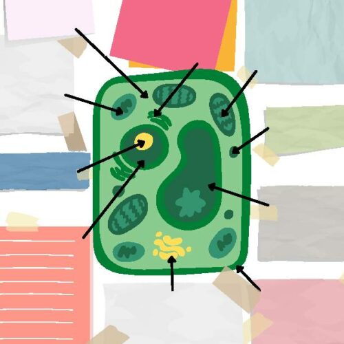 Plant, Animal, and Bacterial Cell Parts And Functions Notes's featured image