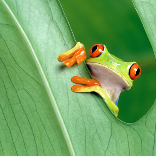 Frog life cycle lesson's featured image