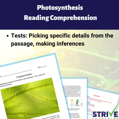 Photosynthesis English Reading Comprehension Worksheet's featured image