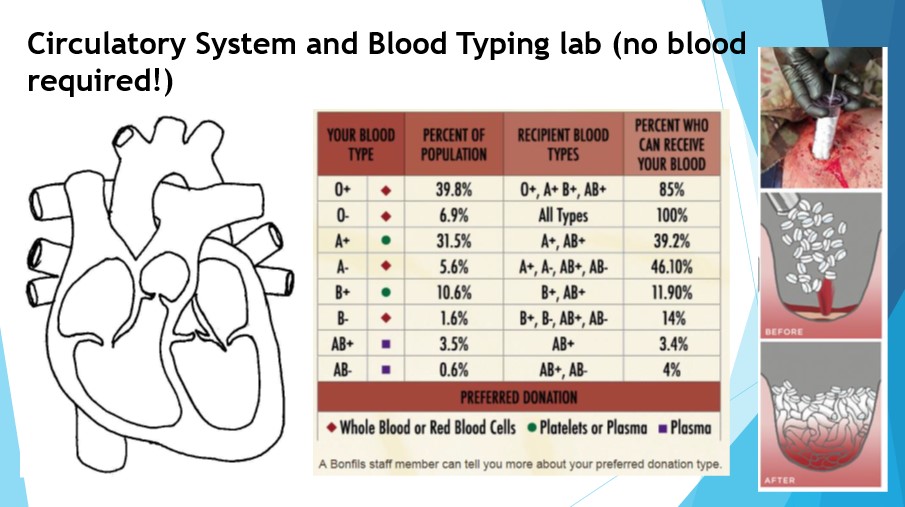 Blood Typing Simulation Lab (NO BLOOD REQUIRED!)