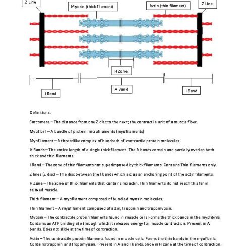 Sarcomere Worksheet's featured image