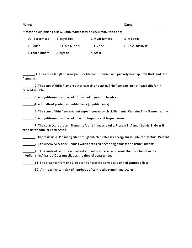 Sarcomere Worksheet - Classful