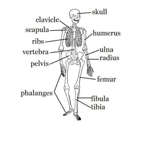 Bone Anatomy Worksheet - Classful