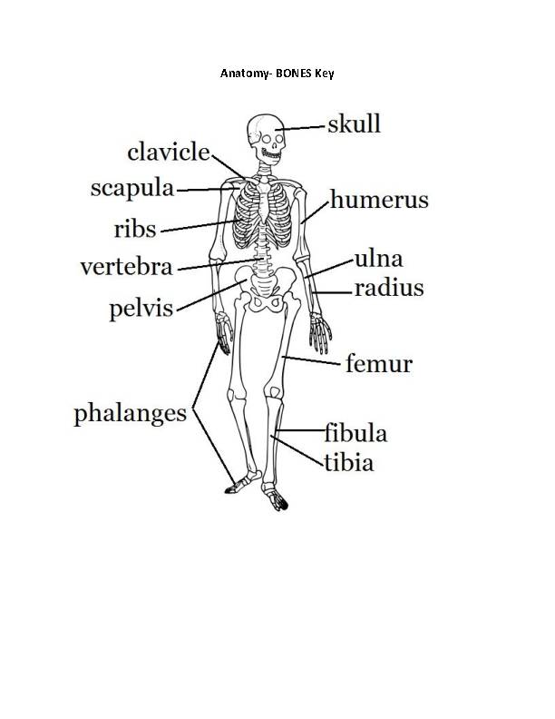 Bone Anatomy Worksheet