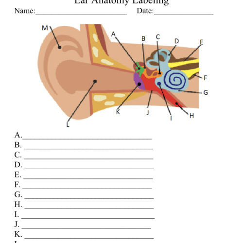 Ear Anatomy Worksheet/Quiz/Test's featured image