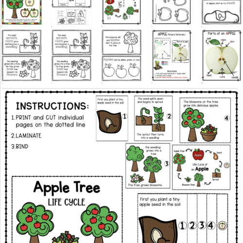 Apple Life Cycle [Flip Book & Activities]'s featured image