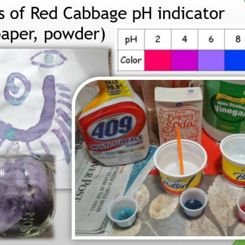 Make 3 Types of Red Cabbage pH indicator (liquid, pH paper, powder)'s featured image