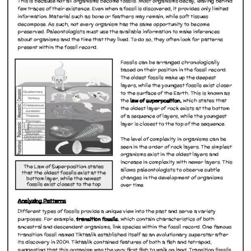 Patterns in the Fossil Record Reading Passage, Questions, and Activity