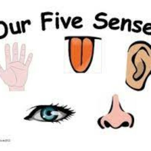 My Five Senses unit 2's featured image