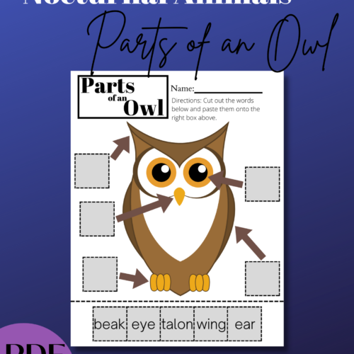 Halloween Nocturnal Animal Activity - Parts of an Owl's featured image