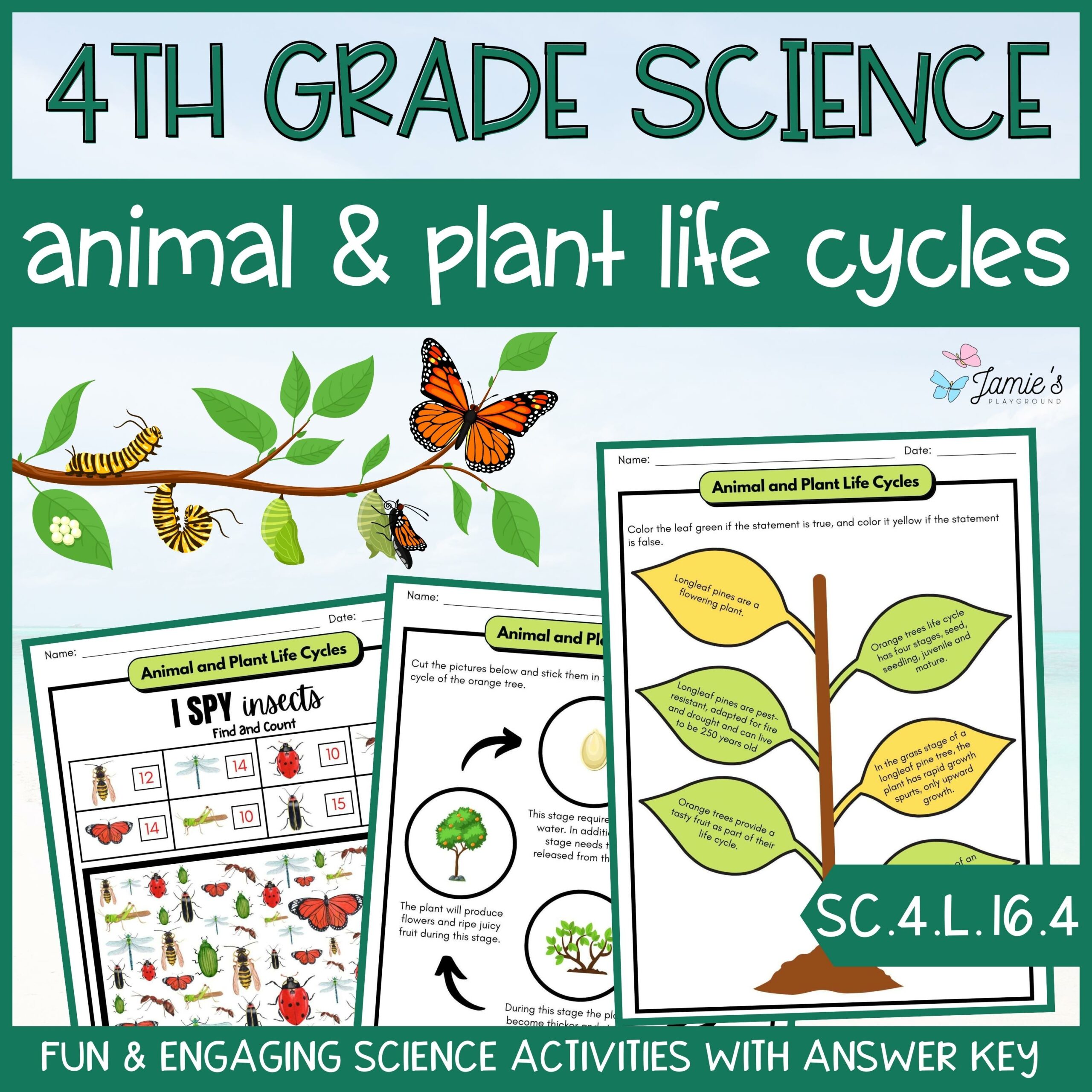Animal & Plant Life Cycle - 4th Grade Life Science - ACTIVITIES + ANSWER KEY