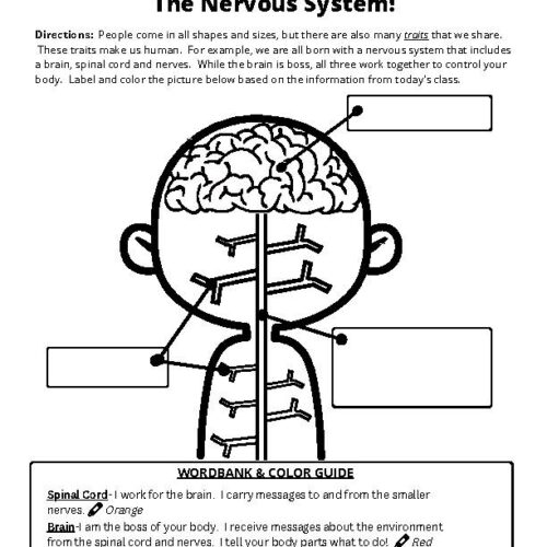 Nervous System Worksheet, Grades 3-5's featured image
