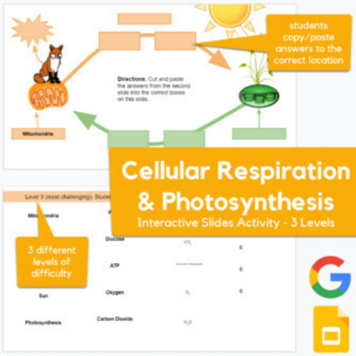 Cellular Respiration & Photosynthesis - Google Slides Drag-and-drop's featured image