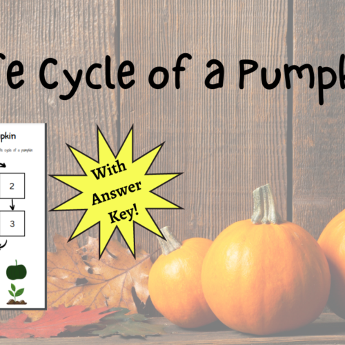 Life Cycle of a Pumpkin's featured image