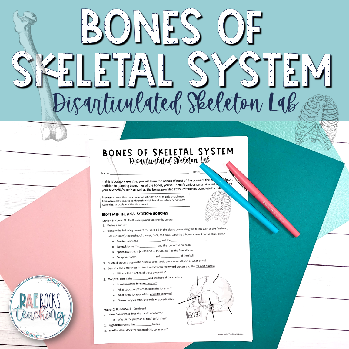 Bones of Skeletal System