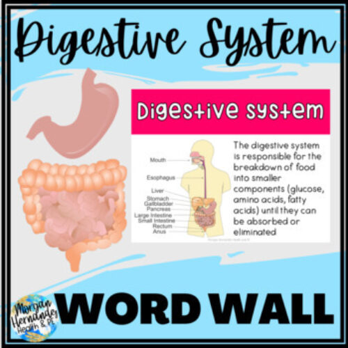 Health and Anatomy Word Wall | Digestive System's featured image