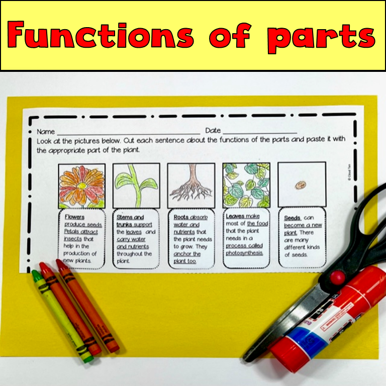 Comparing parts of plants Classful