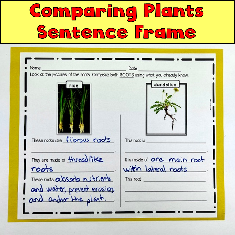 Comparing Parts Of Plants - Classful