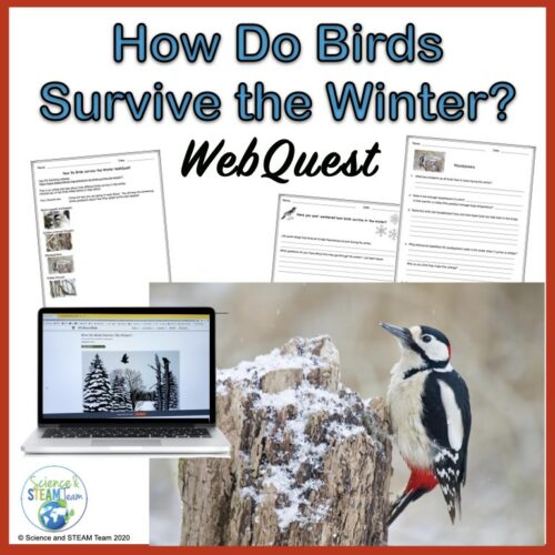 Animal Adaptations How Do Birds Survive in Winter WebQuest
