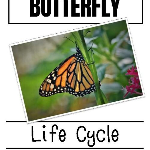 Life Cycle of a Butterfly Close Read's featured image