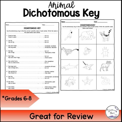 Animal Dichotomous Key - Classful