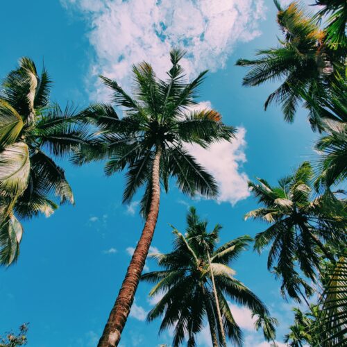 Gallery item number 0