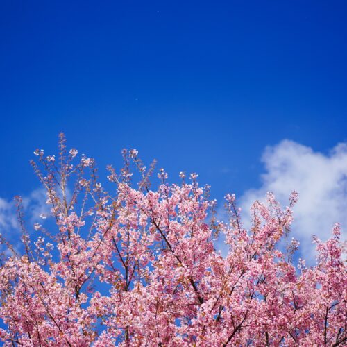 Gallery item number 0