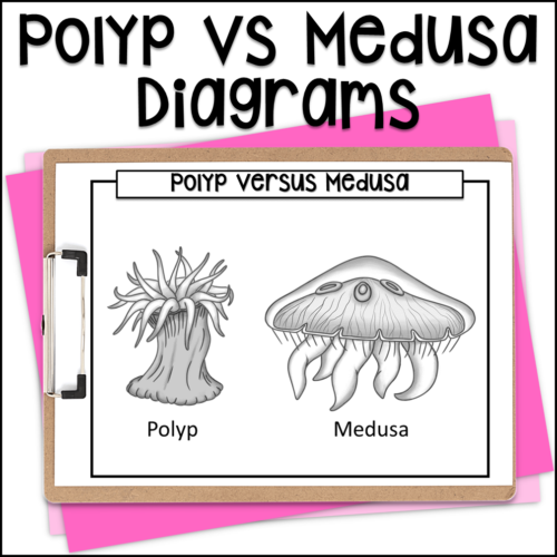 Polyp vs Medusa [Cnidarian]'s featured image
