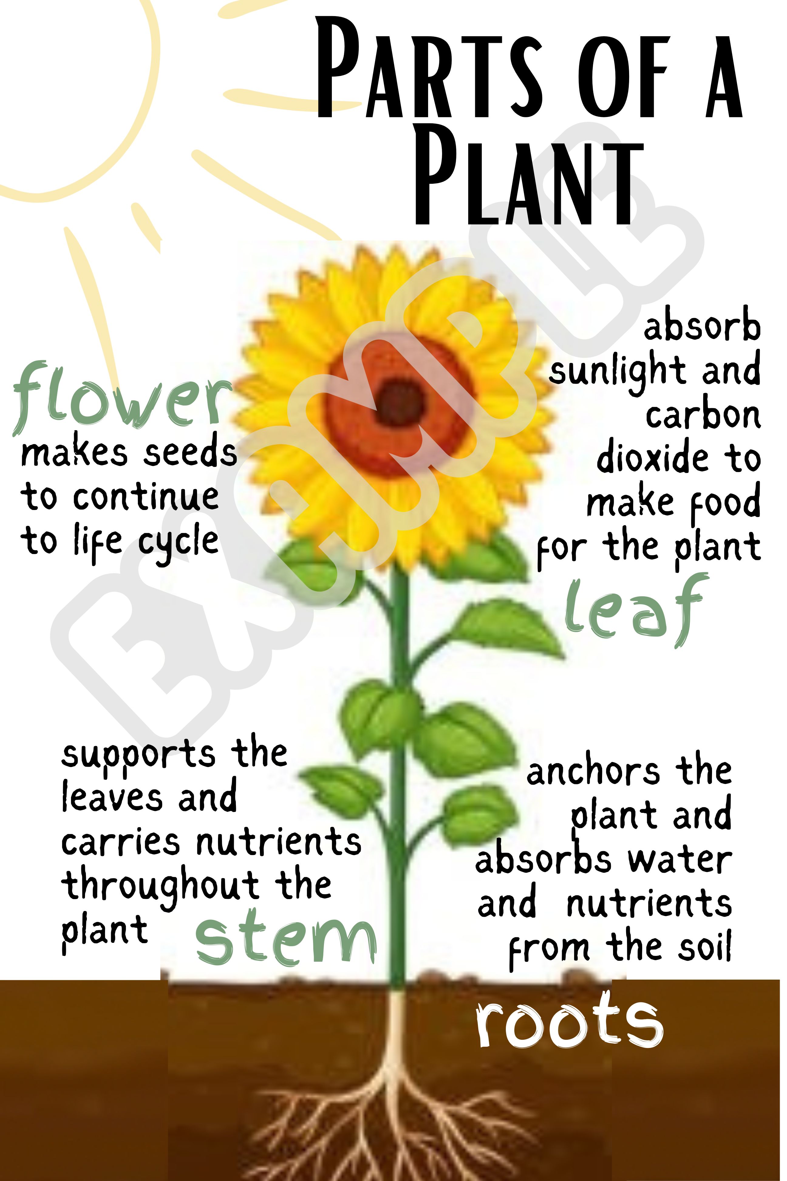 Parts of a Plant Anchor Chart - Classful