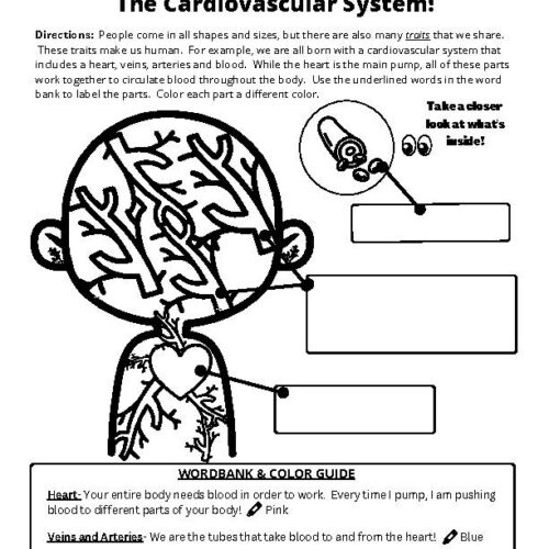 Cardiovascular./Circulatory System Worksheet, Grades 3-5's featured image