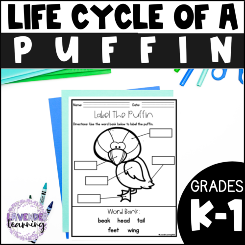 Life Cycle of a Puffin Activities, Worksheets, Booklet - Puffin Life Cycle's featured image