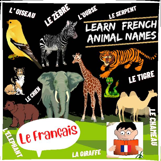 LEARN FRENCH ANIMAL NAMES - Classful