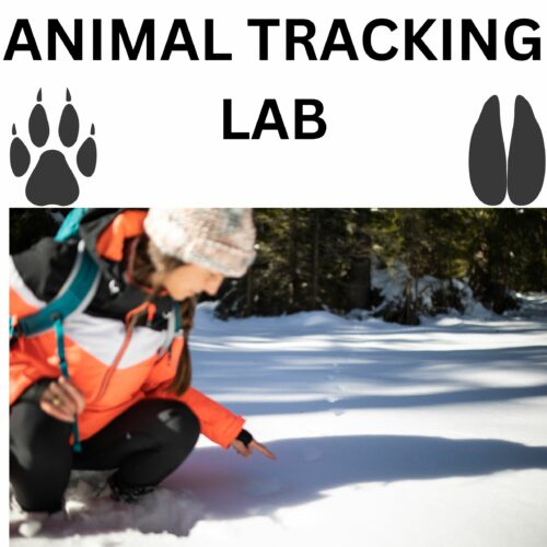 Weather Animal Tracks in the Snow Middle and High School Science Nature's featured image