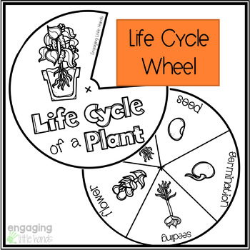 Life Cycle of a Spider Tab Flip book - Classful