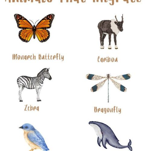 Animals That Migrate's featured image