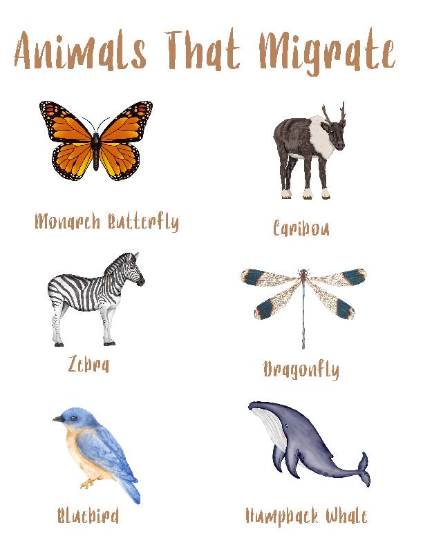Animals That Migrate