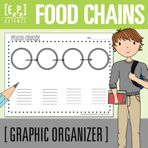 Food Chains Science Graphic Organizer Template's featured image