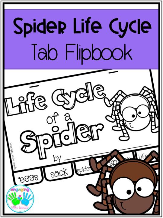 Life Cycle of a Spider Tab Flip book