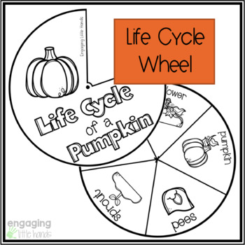 Life Cycle of a Spider Tab Flip book - Classful