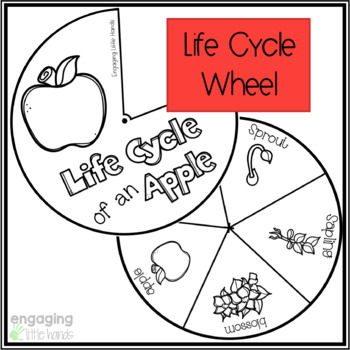 Life Cycle of a Spider Tab Flip book - Classful