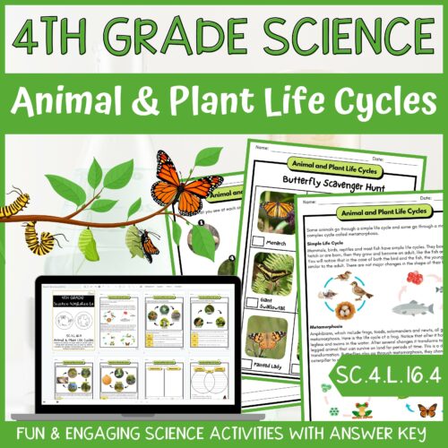 Plant and Animal Life Cycles Activity & Answer Key 4th Grade Life Science's featured image