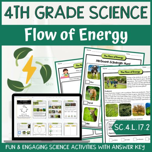 Flow of Energy Activity & Answer Key 4th Grade Life Science's featured image