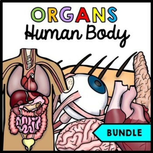 Human Body - Organs - Special Education - Science - Reading - Writing - BUNDLE's featured image