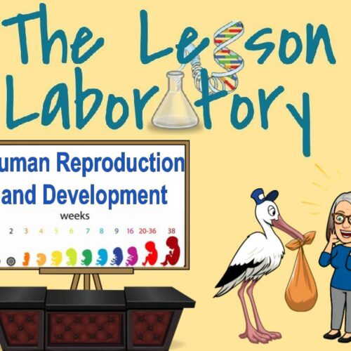 Human Reproduction and Development's featured image