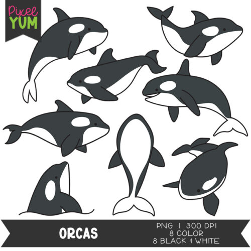 Orca Clipart - Cute Killer Whale Clip Art - Commercial Use OK's featured image