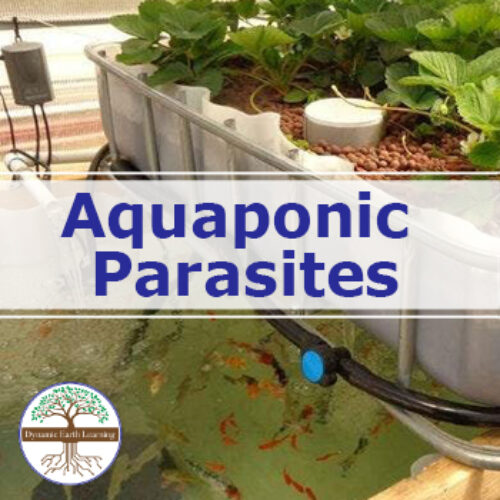 Aquaponic Parasites | Video, Handout, and Worksheets's featured image