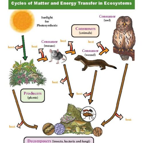 Cycles of Matter and Energy Transfer in Ecosystems (Food Webs) - Grade 6-8 - Downloadable Bundle's featured image