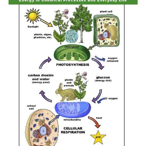 Energy Flow in Organisms - Photosynthesis and Cellular Respiration - Grade 6-8 - Downlaodable Bundle's featured image
